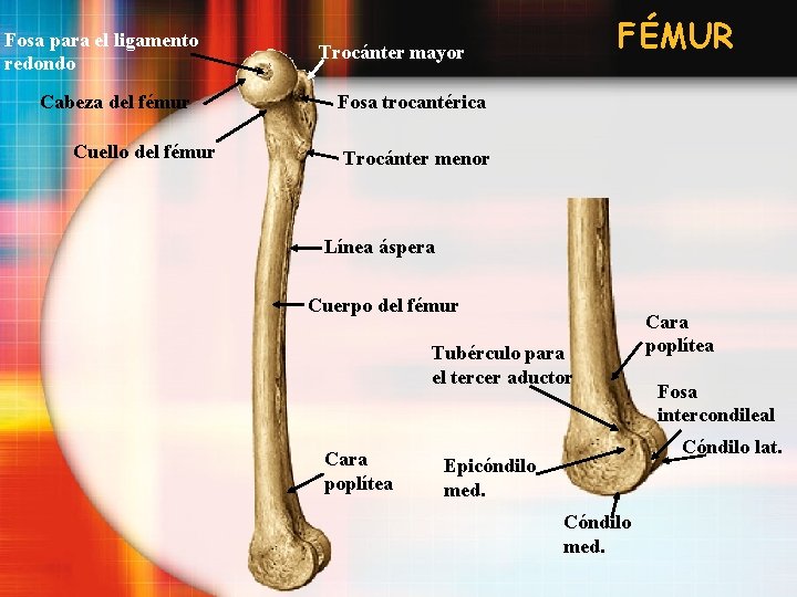 Fosa para el ligamento redondo Cabeza del fémur Cuello del fémur FÉMUR Trocánter mayor