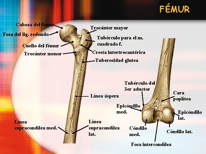 FÉMUR Cabeza del fémur Fosa del lig. redondo Cuello del fémur Trocánter menor Trocánter