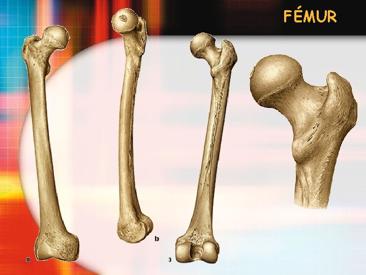 FÉMUR 