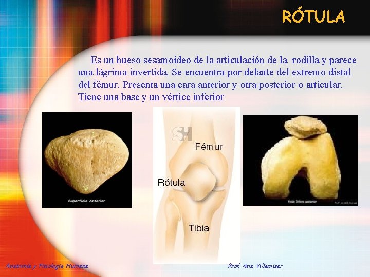RÓTULA Es un hueso sesamoideo de la articulación de la rodilla y parece una