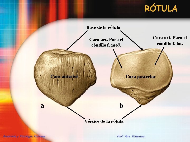 RÓTULA Base de la rótula Cara art. Para el cóndilo f. lat. Cara art.