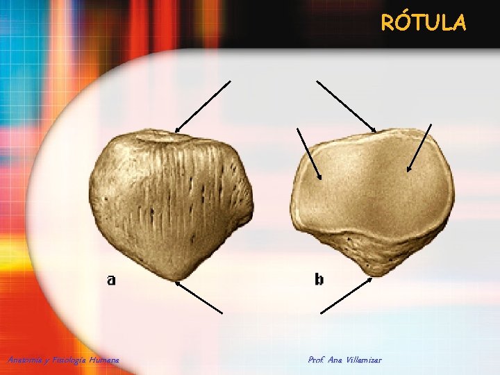 RÓTULA Anatomía y Fisiología Humana Prof. Ana Villamizar 