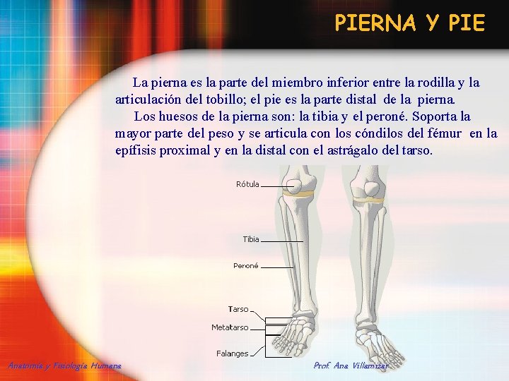 PIERNA Y PIE La pierna es la parte del miembro inferior entre la rodilla