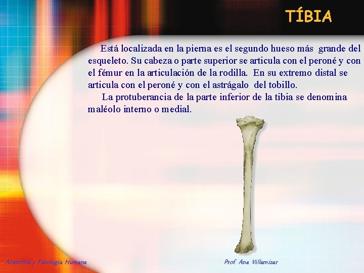 TÍBIA Está localizada en la pierna es el segundo hueso más grande del esqueleto.
