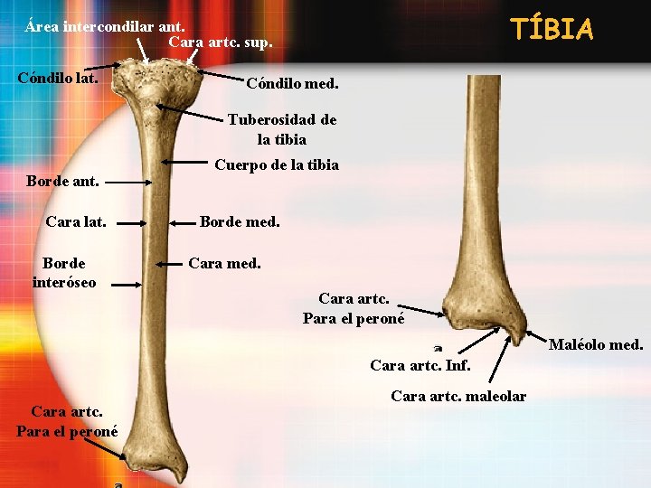 TÍBIA Área intercondilar ant. Cara artc. sup. Cóndilo lat. Cóndilo med. Tuberosidad de la