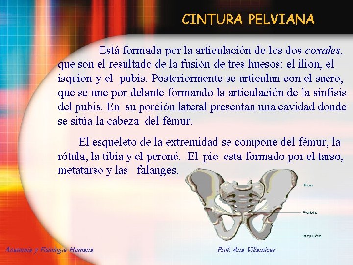 CINTURA PELVIANA Está formada por la articulación de los dos coxales, que son el