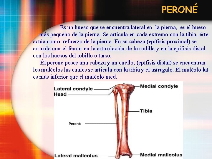 PERONÉ Es un hueso que se encuentra lateral en la pierna, es el hueso