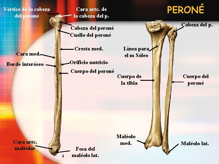 Vértice de la cabeza del peroné PERONÉ Cara artc. de la cabeza del p.