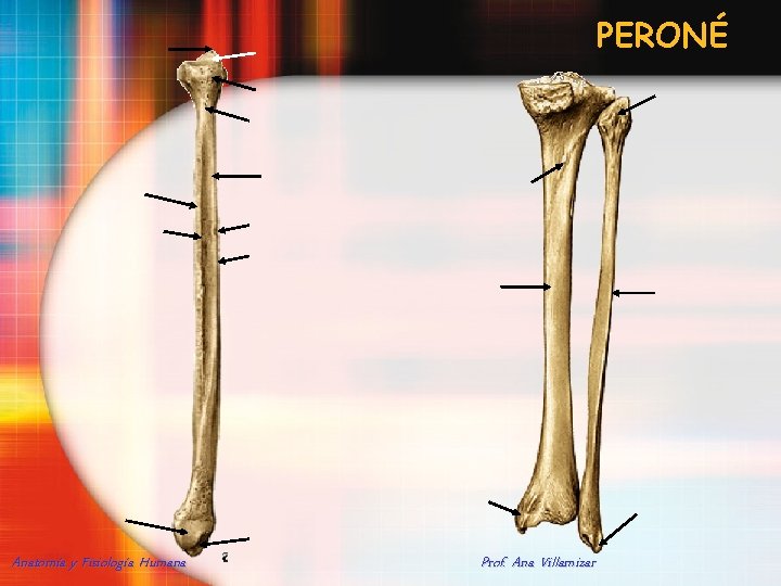 PERONÉ Anatomía y Fisiología Humana Prof. Ana Villamizar 