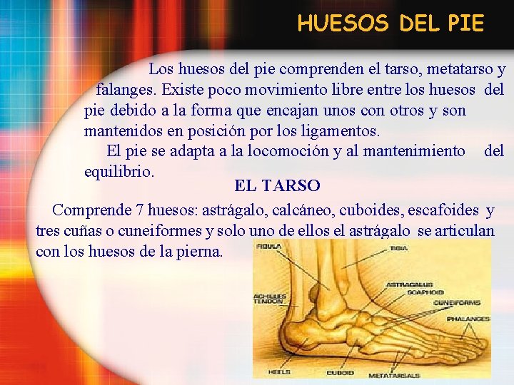 HUESOS DEL PIE Los huesos del pie comprenden el tarso, metatarso y falanges. Existe