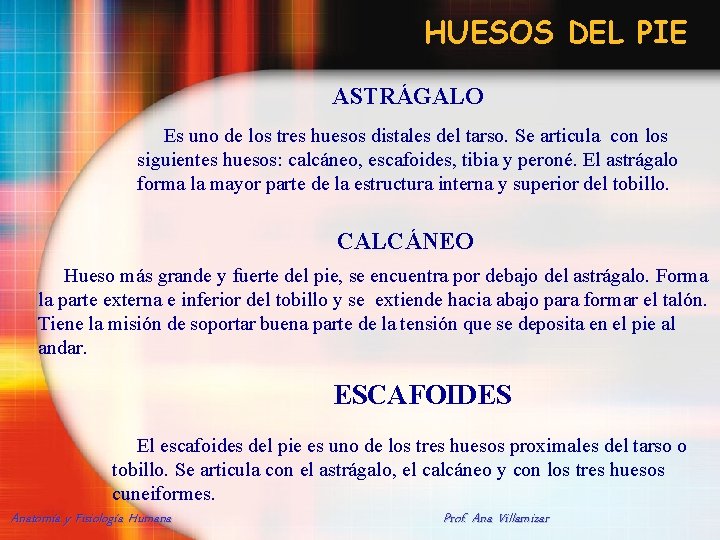 HUESOS DEL PIE ASTRÁGALO Es uno de los tres huesos distales del tarso. Se