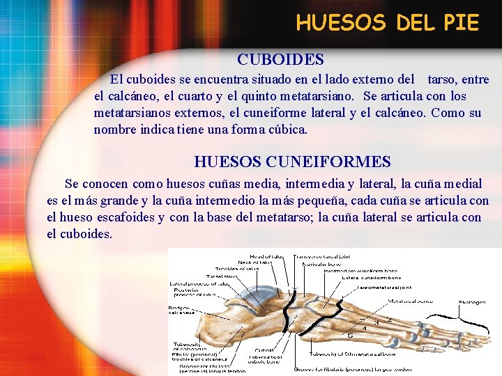 HUESOS DEL PIE CUBOIDES El cuboides se encuentra situado en el lado externo del