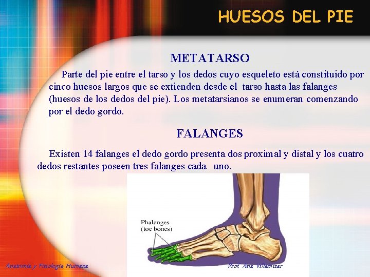 HUESOS DEL PIE METATARSO Parte del pie entre el tarso y los dedos cuyo