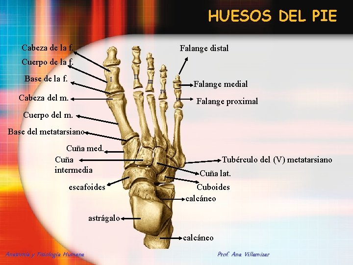 HUESOS DEL PIE Cabeza de la f. Falange distal Cuerpo de la f. Base