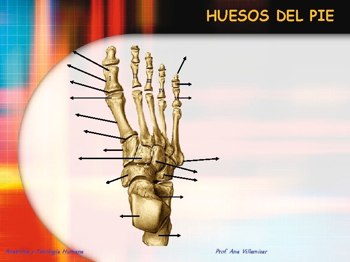 HUESOS DEL PIE I II IV V Anatomía y Fisiología Humana Prof. Ana Villamizar