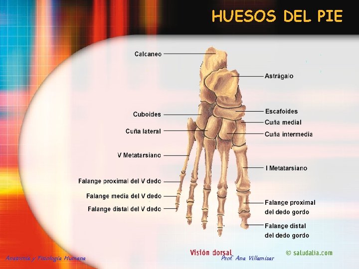 HUESOS DEL PIE Anatomía y Fisiología Humana Prof. Ana Villamizar 