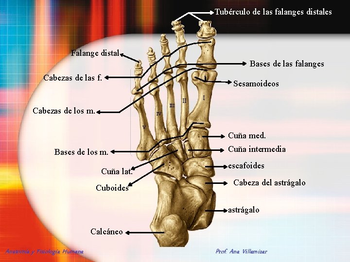 Tubérculo de las falanges distales Falange distal Bases de las falanges Cabezas de las