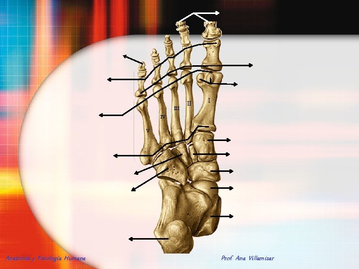 III II I IV V Anatomía y Fisiología Humana Prof. Ana Villamizar 