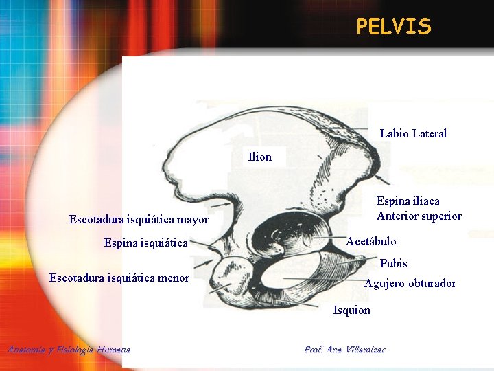 PELVIS Labio Lateral Ilion Espina iliaca Anterior superior Escotadura isquiática mayor Espina isquiática Acetábulo