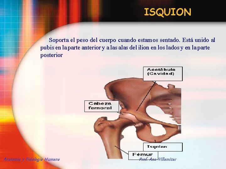 ISQUION Soporta el peso del cuerpo cuando estamos sentado. Está unido al pubis en
