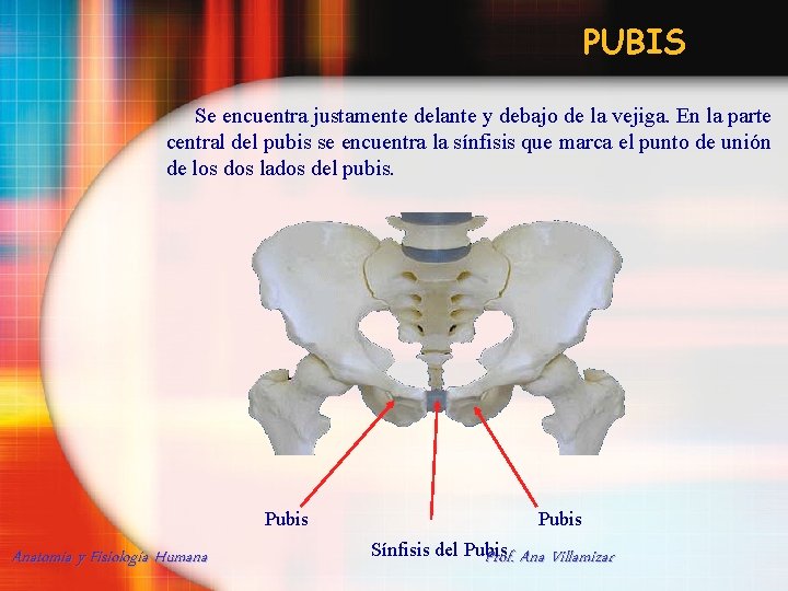 PUBIS Se encuentra justamente delante y debajo de la vejiga. En la parte central