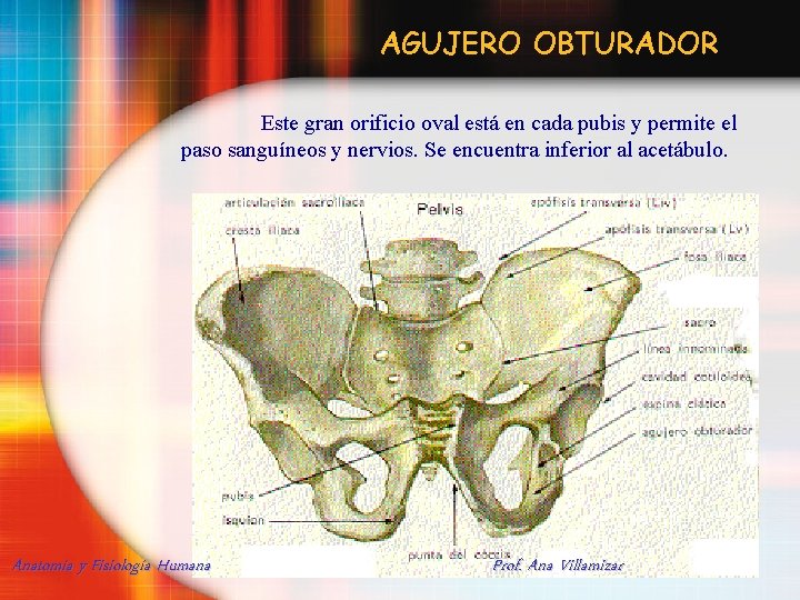 AGUJERO OBTURADOR Este gran orificio oval está en cada pubis y permite el paso