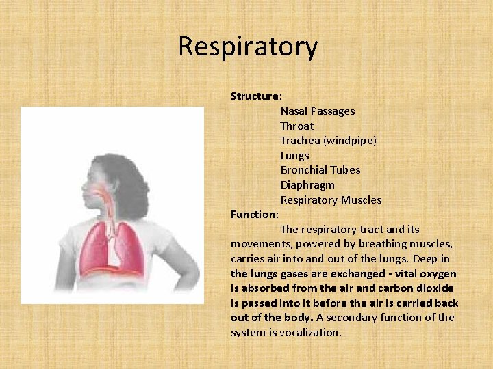 Respiratory Structure: Nasal Passages Throat Trachea (windpipe) Lungs Bronchial Tubes Diaphragm Respiratory Muscles Function: