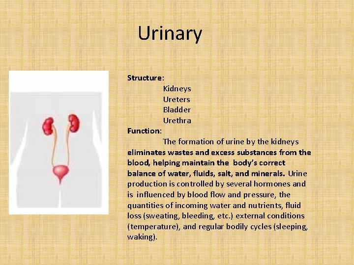 Urinary Structure: Kidneys Ureters Bladder Urethra Function: The formation of urine by the kidneys