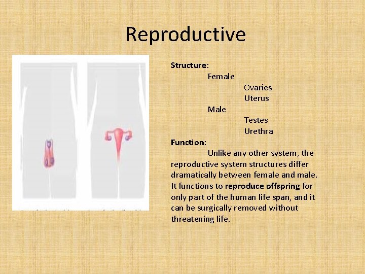 Reproductive Structure: Female Male Function: Ovaries Uterus Testes Urethra Unlike any other system, the