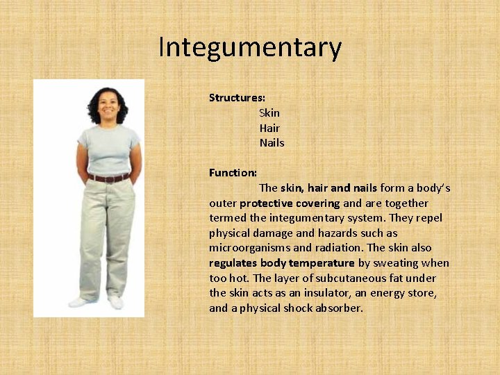 Integumentary Structures: Skin Hair Nails Function: The skin, hair and nails form a body’s
