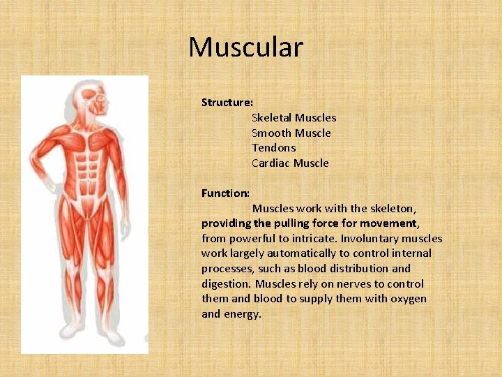 Muscular Structure: Skeletal Muscles Smooth Muscle Tendons Cardiac Muscle Function: Muscles work with the
