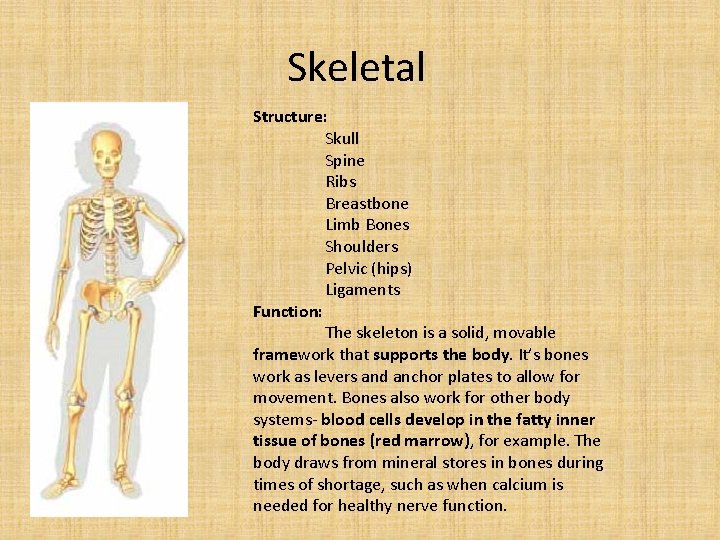 Skeletal Structure: Skull Spine Ribs Breastbone Limb Bones Shoulders Pelvic (hips) Ligaments Function: The