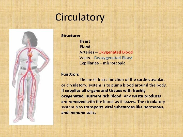 Circulatory Structure: Heart Blood Arteries – Oxygenated Blood Veins – Deoxygenated Blood Capillaries –