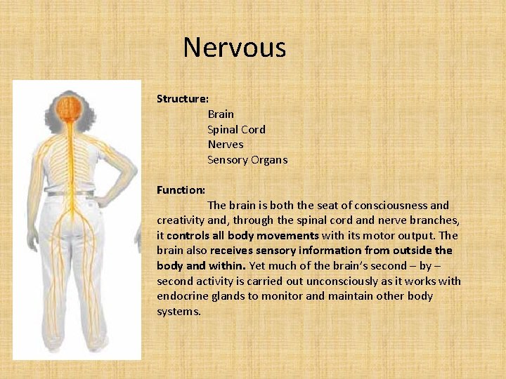 Nervous Structure: Brain Spinal Cord Nerves Sensory Organs Function: The brain is both the