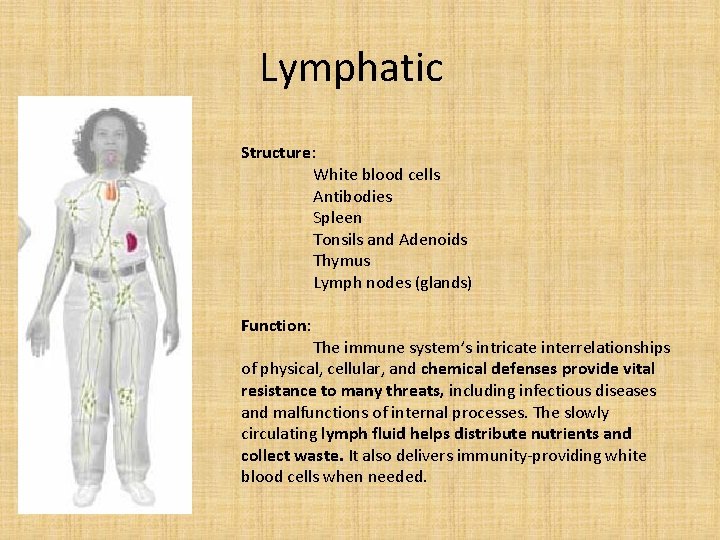 Lymphatic Structure: White blood cells Antibodies Spleen Tonsils and Adenoids Thymus Lymph nodes (glands)