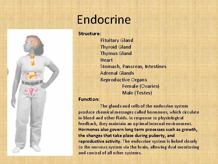 Endocrine Structure: Pituitary Gland Thyroid Gland Thymus Gland Heart Stomach, Pancreas, Intestines Adrenal Glands