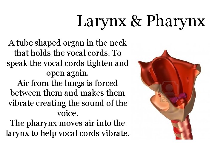 Larynx & Pharynx A tube shaped organ in the neck that holds the vocal