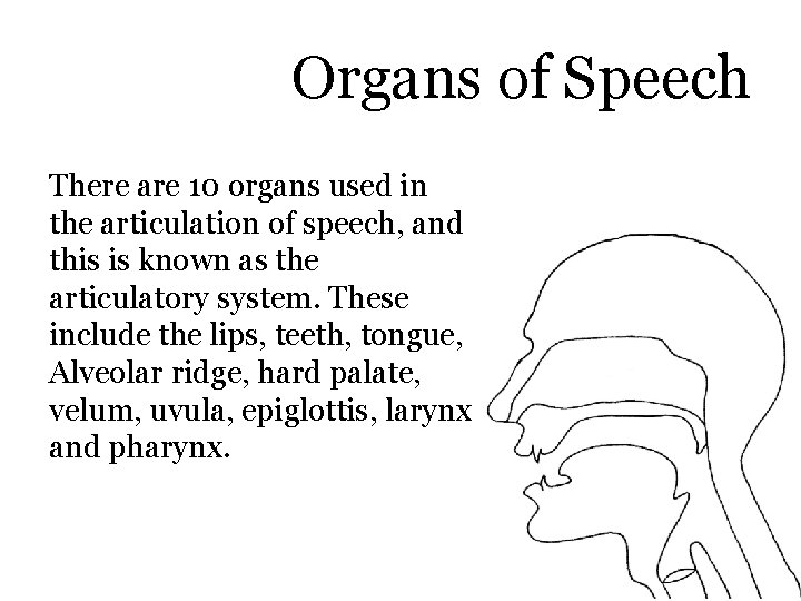 Organs of Speech There are 10 organs used in the articulation of speech, and