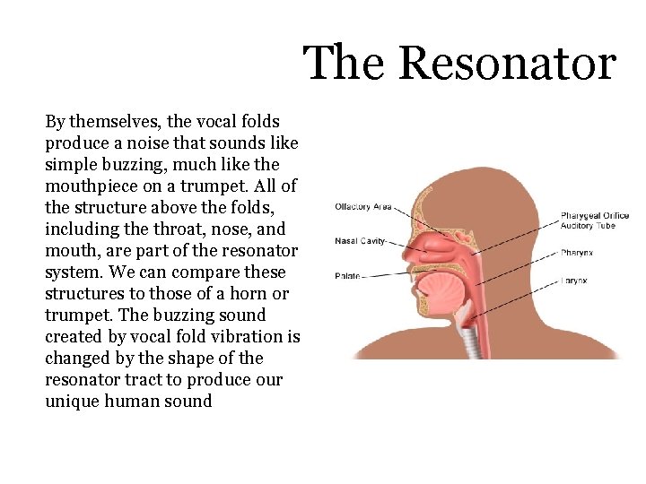 The Resonator By themselves, the vocal folds produce a noise that sounds like simple