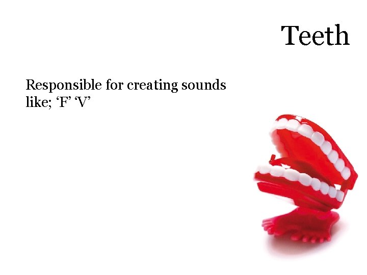 Teeth Responsible for creating sounds like; ‘F’ ‘V’ 