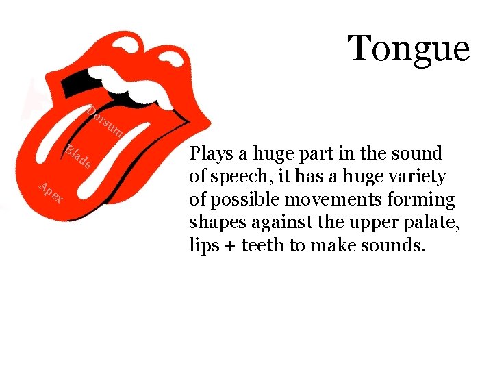 Tongue Do rs Bl Ap ex ad e um Plays a huge part in