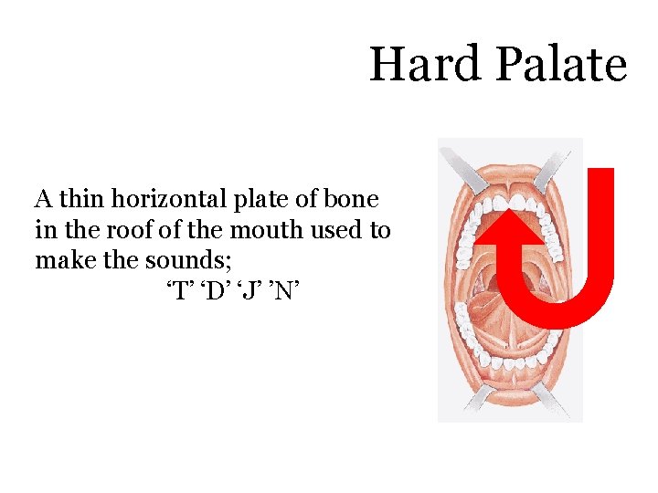 Hard Palate A thin horizontal plate of bone in the roof of the mouth