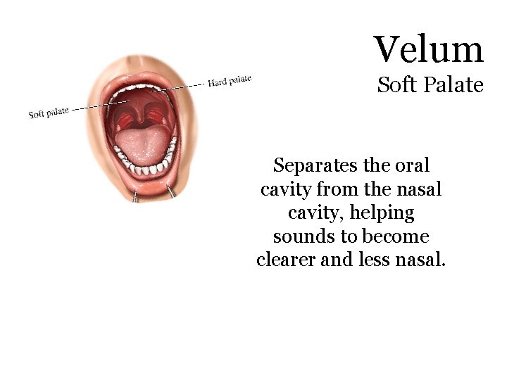 Velum Soft Palate Separates the oral cavity from the nasal cavity, helping sounds to