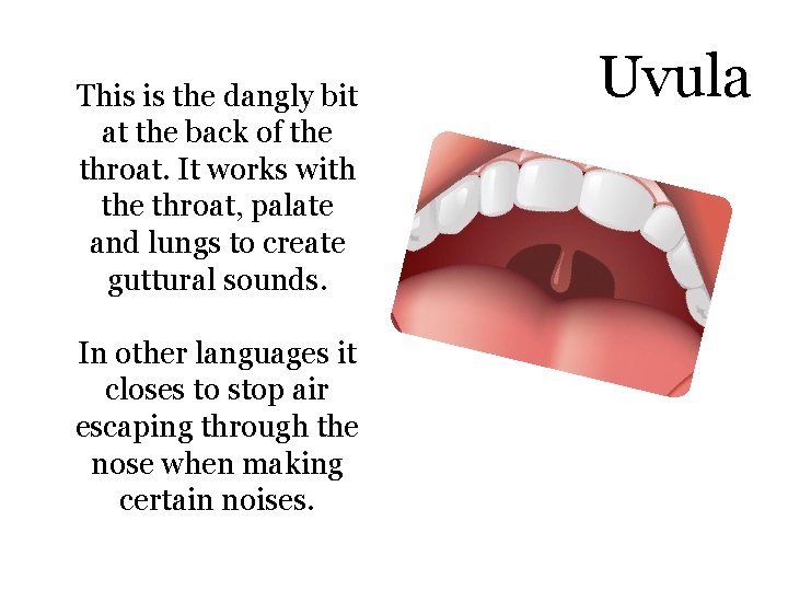 This is the dangly bit at the back of the throat. It works with