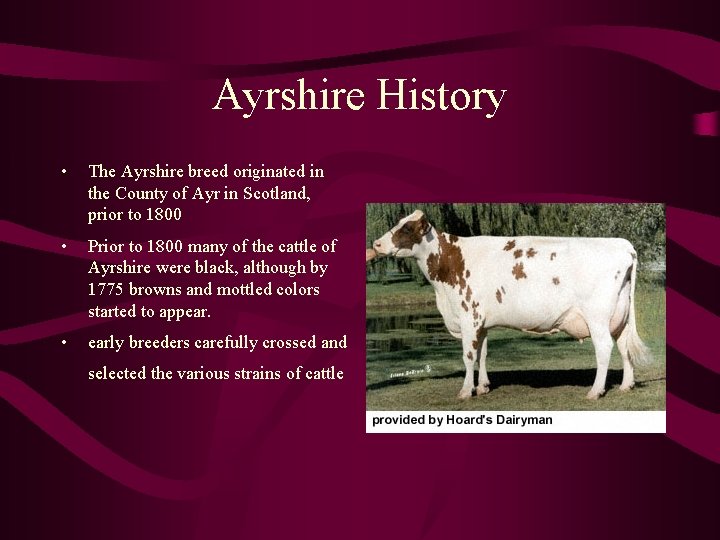 Ayrshire History • The Ayrshire breed originated in the County of Ayr in Scotland,