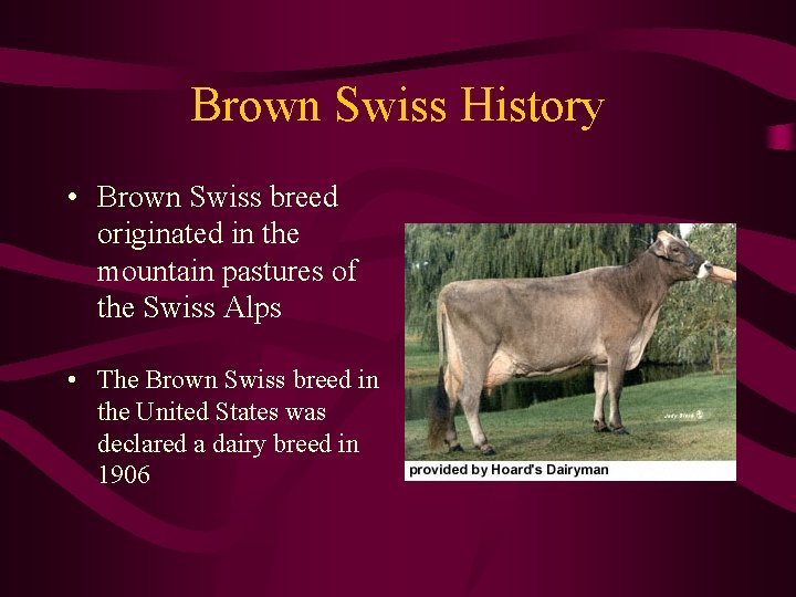 Brown Swiss History • Brown Swiss breed originated in the mountain pastures of the