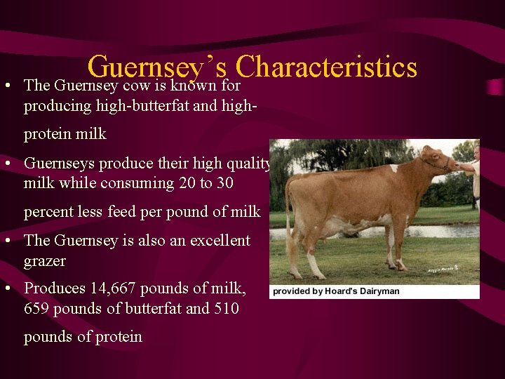  • Guernsey’s Characteristics The Guernsey cow is known for producing high-butterfat and highprotein