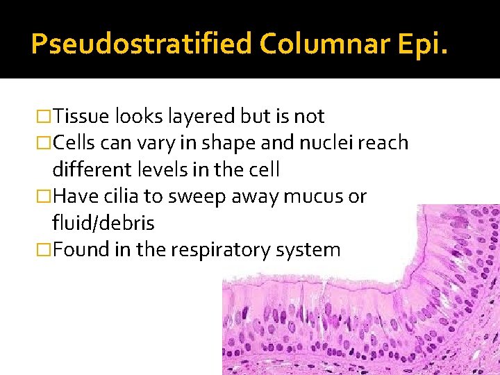 Pseudostratified Columnar Epi. �Tissue looks layered but is not �Cells can vary in shape