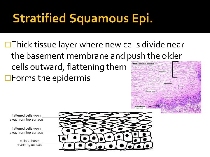 Stratified Squamous Epi. �Thick tissue layer where new cells divide near the basement membrane