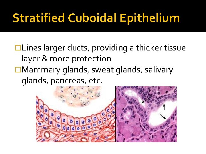 Stratified Cuboidal Epithelium �Lines larger ducts, providing a thicker tissue layer & more protection